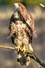 Mäusebussard (2).jpg